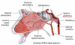 anterior: internal carotid--> ophthalmic (posterior/anterior ethmoidal arteries), superior labial artery branches


posterior: maxillary artery branches--> sphenopalatine artery


similar for lateral and septal wall