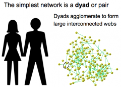 Dyads agglomerate to form large interconnected webs; dyads are also known as the simplest network