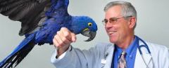 What is the main zoonotic risk from parrots and parrot like birds? How is it transmitted?