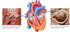Tricuspid: RA/RV
Pulmonary: RV/pulmonary trunk


Mitral: LA/LV (2 flaps)
Aortic: LV/ ascending aorta


LV relaxes: aortic closes, mitral opens
Blood LA->LV 

LA contracts
LV contracts: mitral closes, aortic opens
Blood: LV->aorta