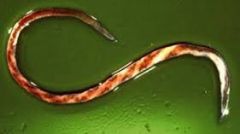 Name the species of parasite and the host it is most likely found in.