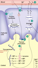 1) Follicular cell synthesizes enzymes and thyroglobulin for colloid

2) A Na+/I- symporter brings I- into the cell. Pendrin transporter moves I- into colloid

3) Enzyme add iodine to tyrosine to make T3 and T4

4) Thyroblogulin is taken back int...