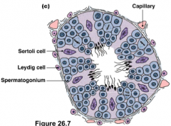 AKA interstital cells

Secrete testosterone 

NOTE: No testosterone receptors on sperm cells