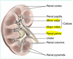 -Urine excreted thru papilla inters the minor calyx and fuses with others to form major calyx. 
-Nephroliths: the formation of a kidney stone. 
-The major calyx's with fuse to form renal pelvis