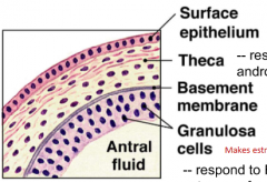 A cell of the amture follicle

Respond to LH and make androgens esp and androstendione