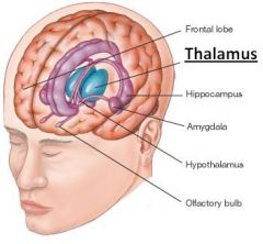 Located above the brain stem, the thalamus processes and transmits movement and sensory information.