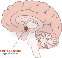Situated below (hypo) the thalamus, responsible for "maintenance" behaviors - such as eating, drinking, body temperature