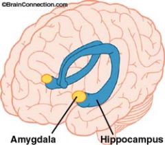 A structure of the limbic system linked to emotions and aggression. Controls fear responses and emotional memories.