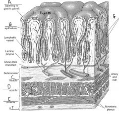 The outer covering of the intestine (and many other organs), at letter F, is specifically called the v______ s______.