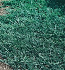 Juniperus horizontalis 'Wiltonii'
