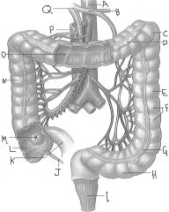 The beginning of the large intestine, at letter L, is called the ....