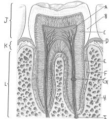 J, K, & L, respectively, are the ____, ___ & _____ of a tooth.