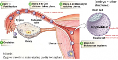 Day 1: Fertlization

Day 2-4: Cell diversion takes place 

Day 4-5: Blastocyst reaches uterus 

Day 5-9: Blastocyst implants