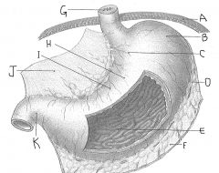 The inside lining of the stomach, at letter E, which looks kind of "brainy", is called the ....