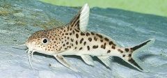 Cuckoo catfish (Synodontis multipuncatus)