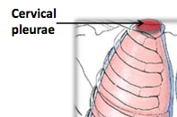 Cervical pleura (cupula)