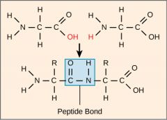Condensation reactions linking multiple amino acids together. Peptide bonds are formed between the amino acids