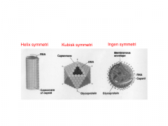 Virusgenom: normalt 1 kopi = haploid (undtagen retrovirus, som har to = diploid)


Capsider (proteinlag omkring virusgenomet):
- Helix symmetri: spiralform (genom: ssRNA)
- Kubisk symmetri: 20 ligesidede trekanter, 12 hjørner (genom: lineær ds D...