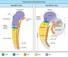 ZLI – Zona limitans intrathalamica

MHB – midbrain-hindbrain boundary (Isthmus)