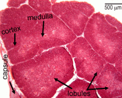 Basophilic cortex. Incomplete lobules. The medulla is the clear area in the middle of the lobule.