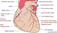 Arises from ascending aorta

Right coronary artery
Supplies: RA, RV
Branches:
Marginal artery, posterior interventricular artery

Left coronary artery
Supplies: LA, LV
Branches:
Anterior interventricular artery, Circumflex artery