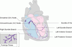 SAN - RA near entrance of superior vena cava

AVN - floor of RA between A and V

Fast conducting fibres (Purkinje) - inner ventricular walls