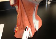 Name the muscle, action, origin, and insertion.