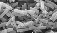 bacteria that occur naturally in human intestines and are used as a standard measure of microbial pollution and an indicator of disease potential for a water source

