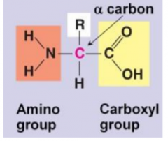 Amino acids have an amino on one side and a carboxyl on the other. A carbon in themiddle, called the α-carbon, is attached to these two groups plus a hydrogen and a sidechain (‘R’)