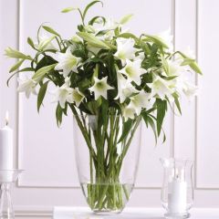 Lilium longiflorum

Easter Lily
