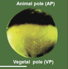 Egg is divided into a dark pigmented hemisphere (the animal pole) and a lightly or unpigmented hemisphere (the vegetal pole).

The pigment granules reside in the cortical cytoplasm of the egg and are more abundant in the animal pole.

The yolk i...