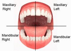 divides each arch into right and left halves.


In dentistry, the mid-sagittal plane is more often referred to as the midline or median line