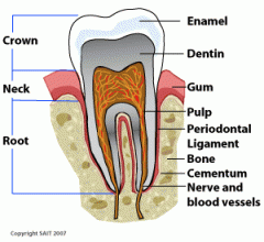 The anatomical crown is the whole crown of the tooth, whether it has erupted or not. The clinical crown is the part of the tooth that can be seen in the mouth.