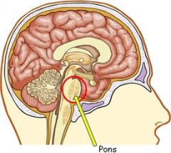 The PONS contains pontine nuclei which relay information from the motor areas of the cerebral cortex to the cerebellum. The PONS also aids in the control of breathing and also plays a key role in sleeping/dreaming.
