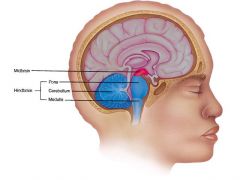 The midbrain coordinates the movements of our head, eyes and trunk in response to      visual/auditory stimuli. 