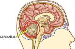 The main function of the cerebellum is the coordination of skilled movements and regulation of posture and balance. 