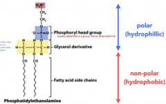 A glycerol derivative (of three C's) that are attached to two hydrophobic fatty acids on the non-polar side and a phosphoryl head group attached to another group on the polar/hydrophillic side 