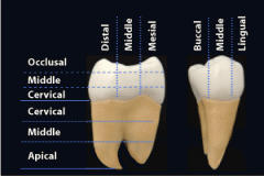The lingual and buccal surfaces of a tooth are divided into a mesial, middle and a distal third.


The mesial and distal surfaces of a tooth are divided into a facial, a middle and a lingual third.


The buccal and lingual surfaces of a posterior ...