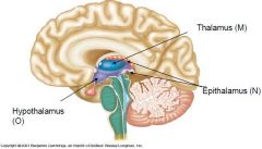 The epithalamus houses the Pineal gland (which controls melatonin secretion/sleep cycles) as well as Habenular nuclei which controls olfactory emotional memories/response.