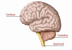 The main function of the cerebrum is to deal with higher brain functions, such as thought and action. It is also the largest part of brain.