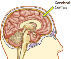 The cerebral cortex is the gray matter surrounding the cerebrum. It is around 2-4mm thick and contains billions of neurons. 