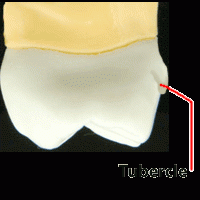 mall "cusp-like" elevation on some portion of a tooth, crown, usually on the lingual surface.