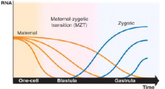 •Maternal RNAs deposited into the egg during oogenesis drive early development.

•Maternal RNAs are degraded during different stages of embryogenesis (blastula and gastrula) and transcription of the zygotic genome begins – Maternal-Zygotic ...