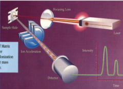 Masspektrometri, baserat på accelerationen av joner i gasfas i ett elektriskt fält. Skjuter med laser för att jonisera proteiner, olika proteiner har olika massa och färdas därför olika snabbt, på så vis kan en utläsa ett proteins massa.
...