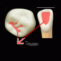 depression or concavity
area on the tooth that is indented
named by location