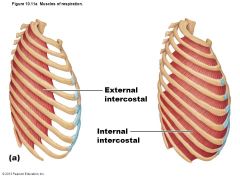 external intercostals: insertion