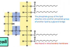 AKA diphosphatidylglycerol

Phosphate group of the lipid attaches onto another phosphate group of another lipid by a glycerol bridge

Found in bacteria (like E. coli) and in the mitochondria