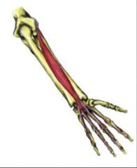 O:  Lateral epicondyle of humerus
I:  Base of distal AND middle phalanges of 2-5
A:  Extensor of all (proximal, middle and distal) phalanges AND abduction of fingers upon extension
Nerve:  Radial nerve (posterior interosseus)