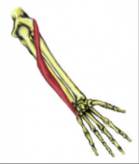 O:  Lateral epicondyle of humerus
I:  Base of 5th metacarpal
A:  Extends and ulnarly abducts wrist
Nerve:  Radial (posterior interossseus
