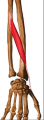 O:  Posterior surface of radius and ulna and the interosseus membrane
I:  Radial surface of base of 1st metacarpal
A:  Abducts, Extends and laterally rotates 1st metacarpal (away from opposition) *some radial abduction and flexion*
Nerve:  Radi...